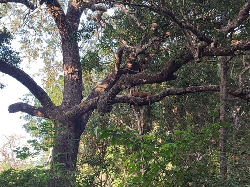 Wilpattu National park: Morning or Afternoon PRIVATE Safari - Wilpattu’s villus: why the timing and the route matter