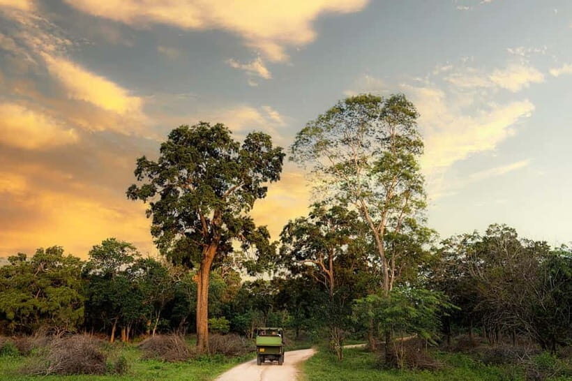 Wilpattu National park: Morning or Afternoon PRIVATE Safari - The 4x4 safari jeep: comfort, photo angles, and off-road reality