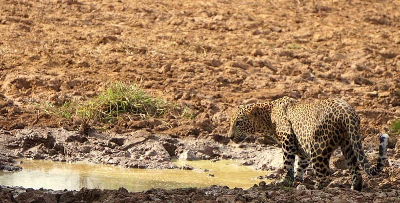 Wilpattu National park: Morning or Afternoon PRIVATE Safari - Wildlife you’re hunting: leopards, sloth bears, elephants, and the birds