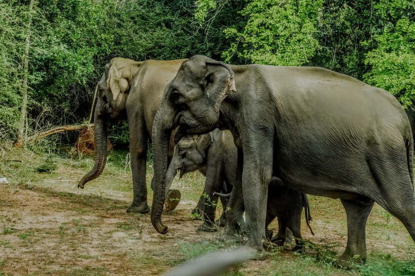 Wilpattu National park: Morning or Afternoon PRIVATE Safari - Price and value: why $32 can be a good deal, and when it isn’t