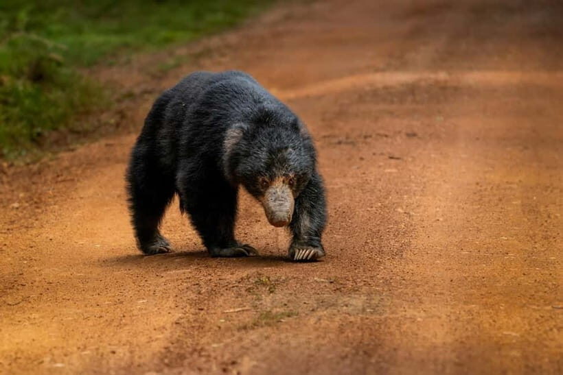 Wilpattu National park: Morning or Afternoon PRIVATE Safari - Getting in and out: Hunuwilagama meeting point and what the 4 hours includes