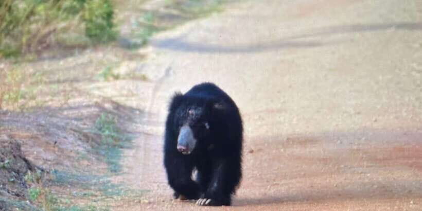 Wilpattu National park - Morning or Afternoon Safari - Key things to know before you go