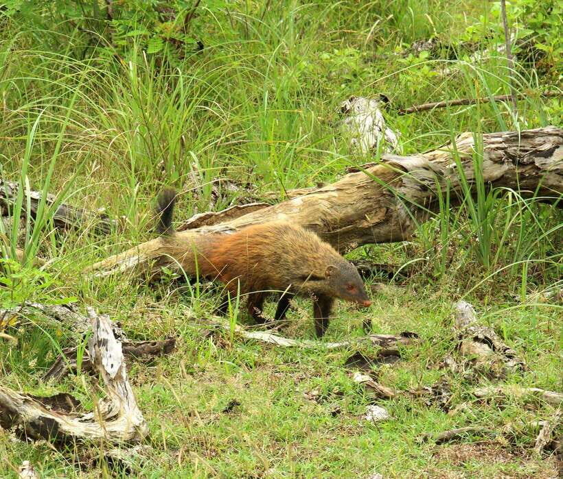 Wilpattu National park - Morning or Afternoon Safari - Practical planning: what to bring and how to show up