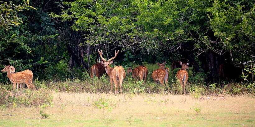 Wilpattu National park - Morning or Afternoon Safari - Why a Wilpattu safari feels different in a 4x4