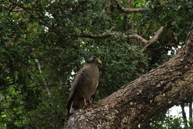 Wilpattu National park - Morning or Afternoon Safari - The in-park route: Kudiramale, Pomparippu, and Villus