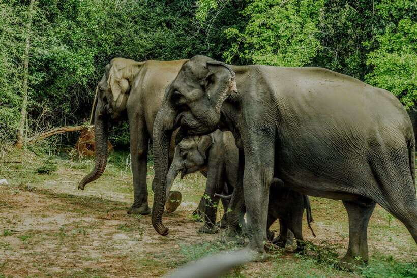 Wilpattu National park - Morning or Afternoon Safari - Wildlife targets: leopards, elephants, sloth bears, and the rest