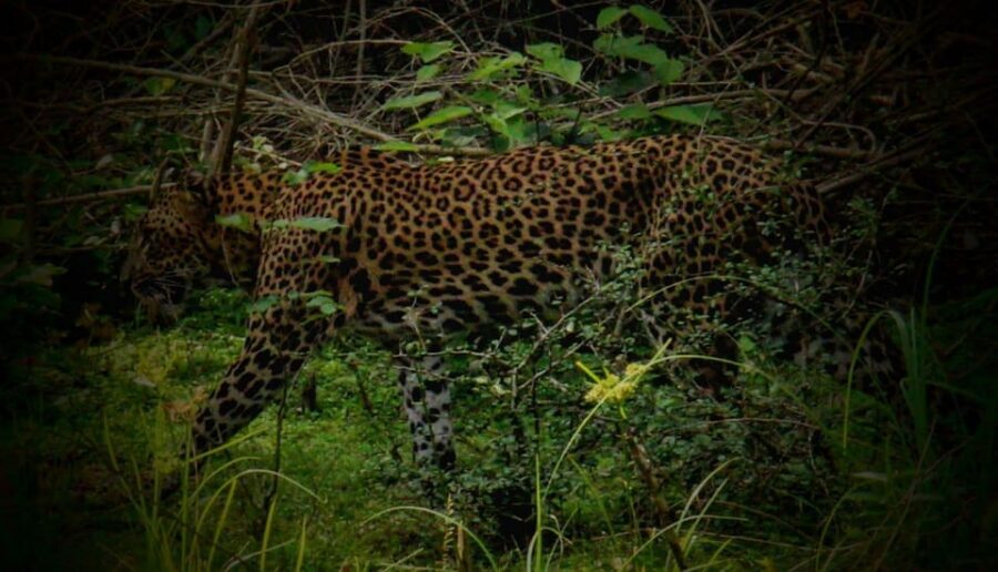Wilpattu National park - Morning or Afternoon Safari - Comfort and photo time in a small group