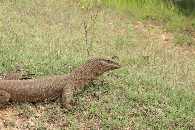 Wilpattu National park - Morning or Afternoon Safari - Who this safari suits best (and who should skip it)