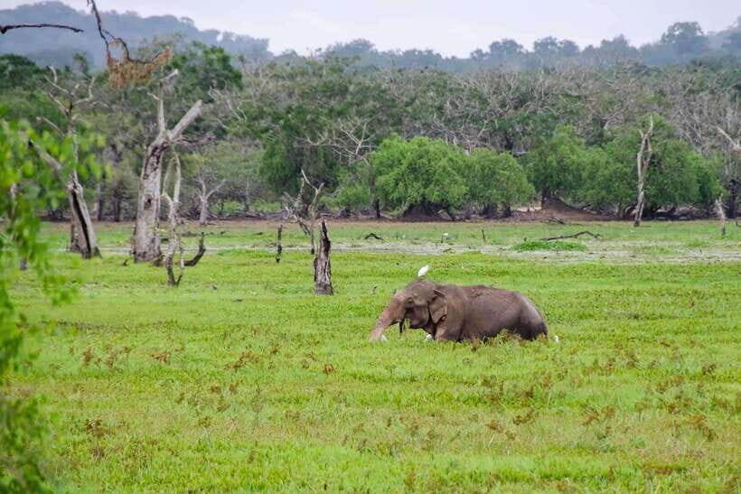 Wilpattu National Park: Private Safari - Why Wilpattu’s Willus Matter More Than the Map