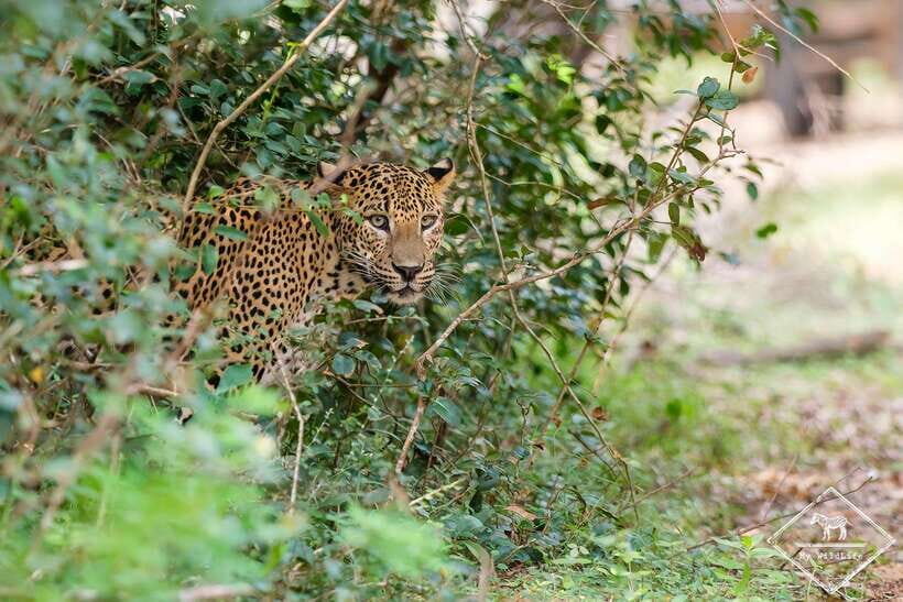 Wilpattu National Park: Private Safari - Leopards, Elephants, and the Real Meaning of Those Highlights