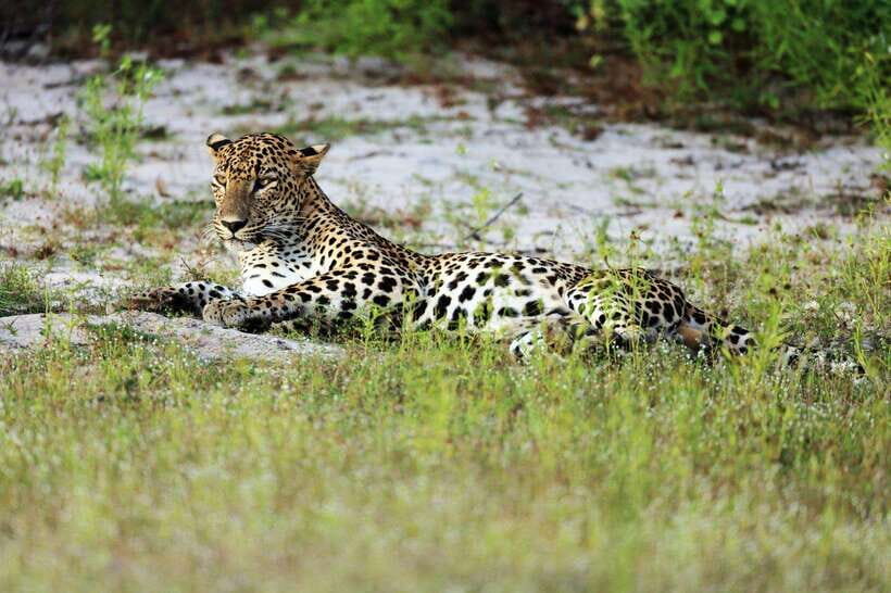 Wilpattu National Park: Private Safari - How to Make Your Driver Work for You (Speed, Language, and Communication)