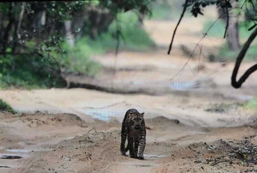Wilpattu National Park: Private Safari - Who Should Book This Private Wilpattu Safari