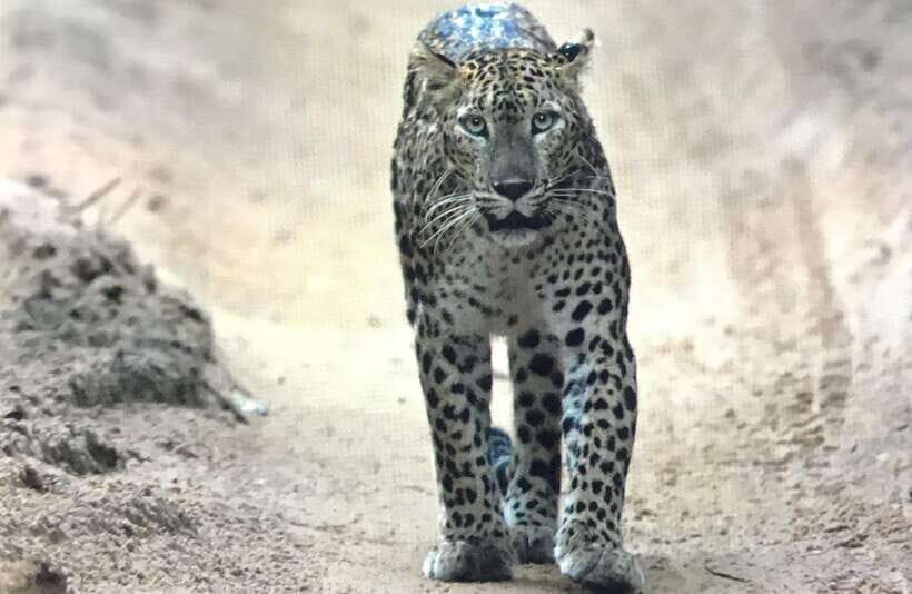 Wilpattu National Park: Private Safari - Should You Book Wilpattu: Private Safari?
