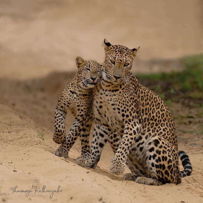 Wilpattu National Park Safari Guided by NATURALIST / RANGER - Key things to know before you go
