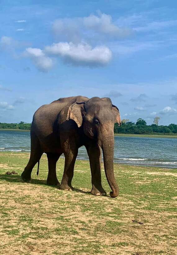 Wilpattu National Park Safari Guided by NATURALIST / RANGER - Wilpattu National Park at first light: why this safari starts early