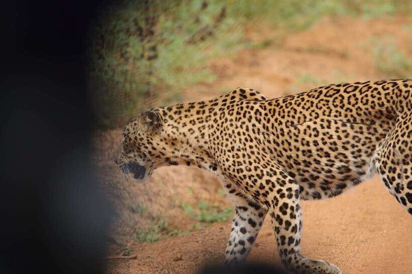 Wilpattu National Park Safari Guided by NATURALIST / RANGER - Wildlife targets: what you should hope for and what you should plan for