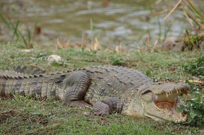 Wilpattu National Park Safari Guided by NATURALIST / RANGER - The 4x4 safari jeep and the Galkadawala start: logistics that affect your day