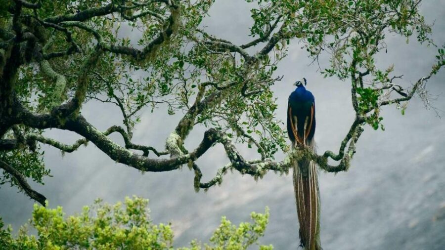 Wilpattu National Park Safari Tour - Timing Trade-Offs: Morning vs Afternoon