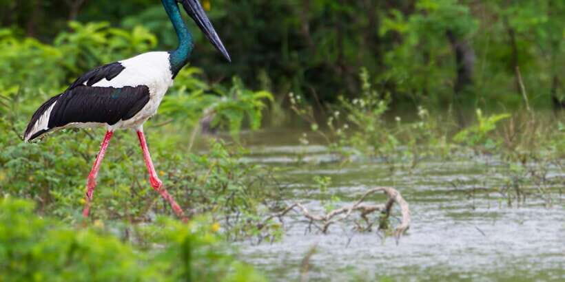 Wilpattu National Park Safari Tour - Price and Value: Is $37 Fair for Wilpattu?