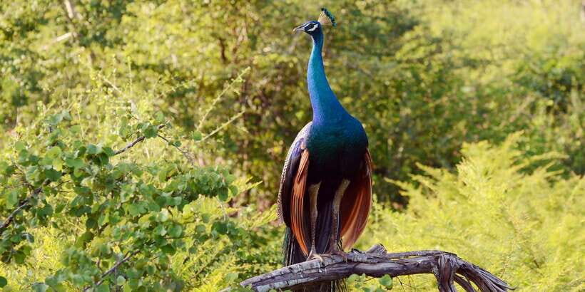 Wilpattu National Park Safari Tour from Colombo - From Colombo to Wilpattu: what the long transfer really means