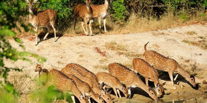 Wilpattu National Park Safari Tour from Colombo - Entering Wilpattu National Park: the willus that shape the wildlife