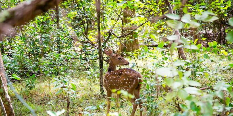 Wilpattu National Park Safari Tour from Colombo - Price and value: is $105 worth a 12-hour day?