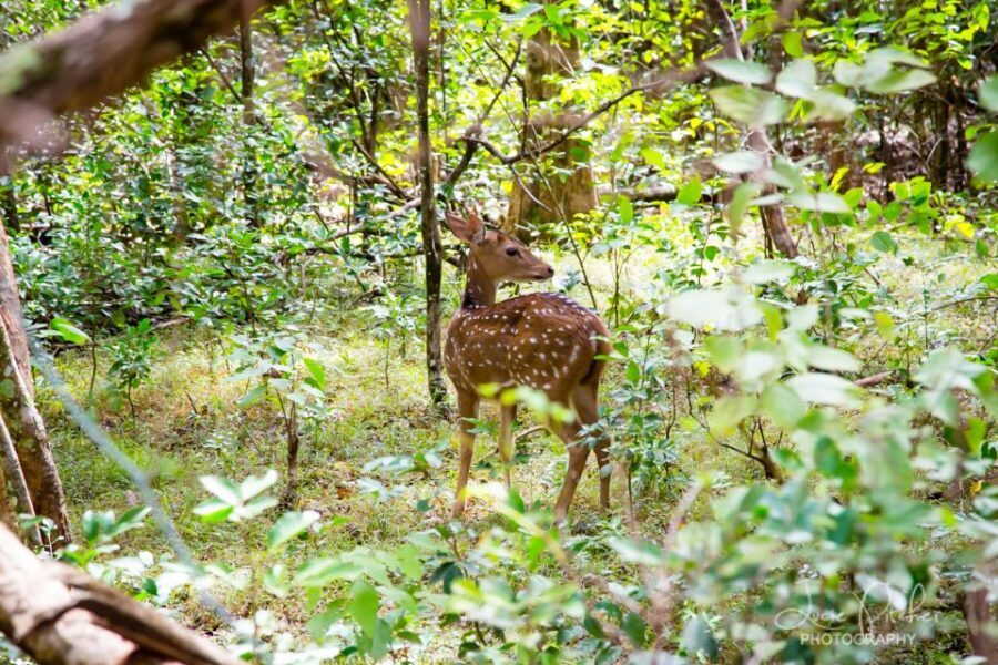 Wilpattu National Park Safari Tour from Colombo - Who this safari suits best (and who should skip it)