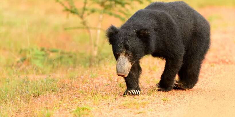 Wilpattu National Park Safari Tour from Kandy - Rules inside the park (yes, they affect your day)