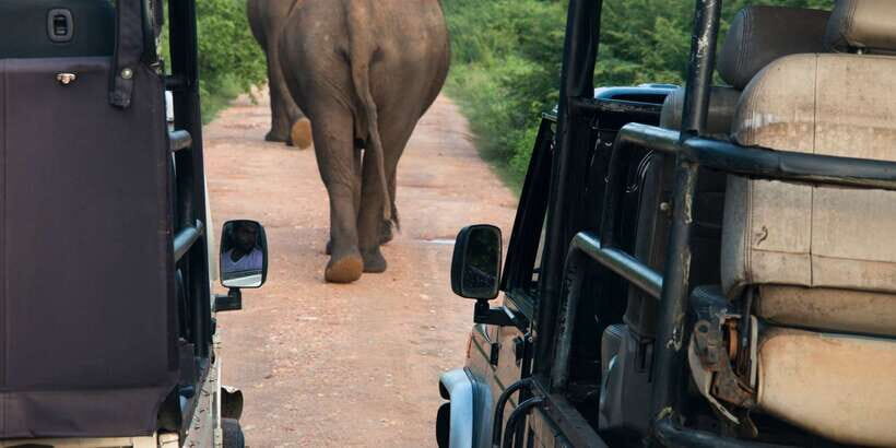 Wilpattu National Park Safari Tour from Kandy - Why Wilpattu is a different kind of safari from Kandy