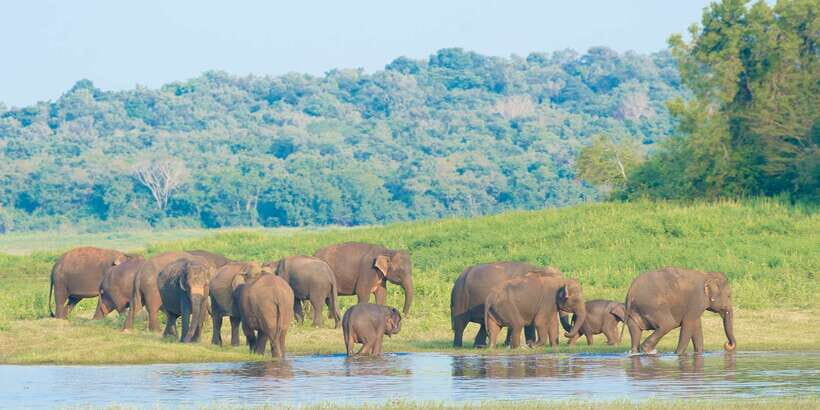 Wilpattu National Park Safari Tour from Kandy - Your jeep safari in Wilpattu: what “guide spotting” really means