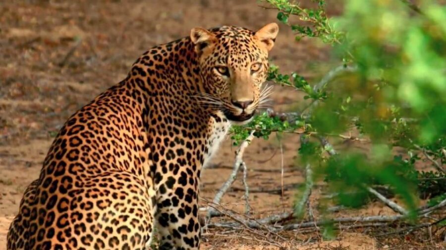 Wilpattu National Park Safari Tour from Kandy - Wildlife you might see (and how to set expectations)