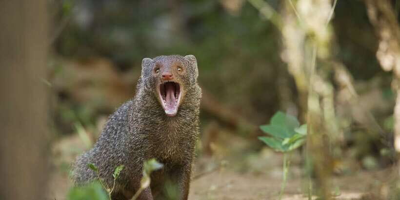 Wilpattu National Park Safari Tour from Kandy - Price and value: is $105 fair for what you get?
