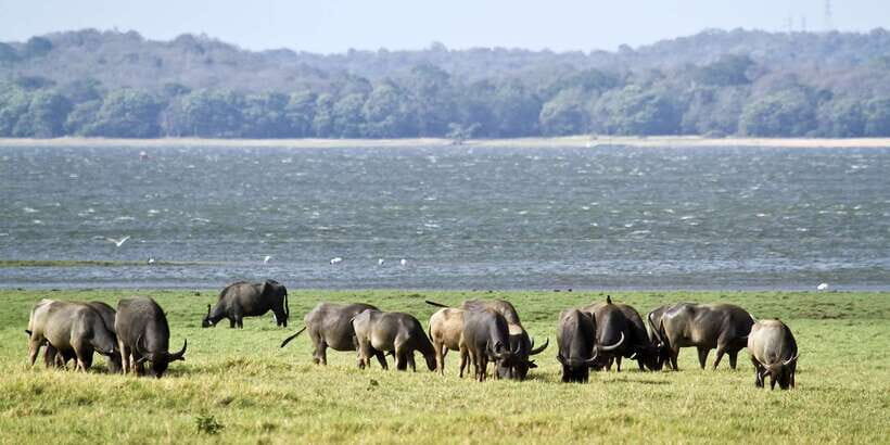 Wilpattu National Park Safari Tour from Kandy - What to pack for a comfortable Wilpattu day