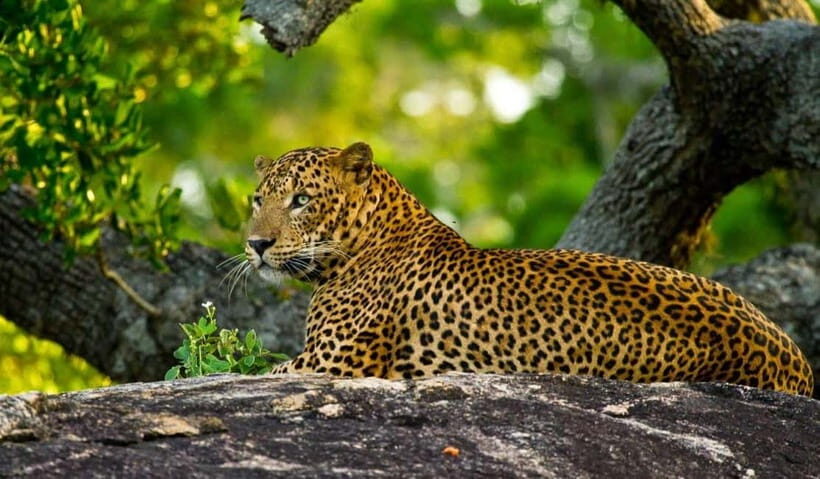 Wilpattu: Private Safari Day Trip with Lunch & Entry Fees - The Private Safari Drive: What the Driver-Guide Does for You