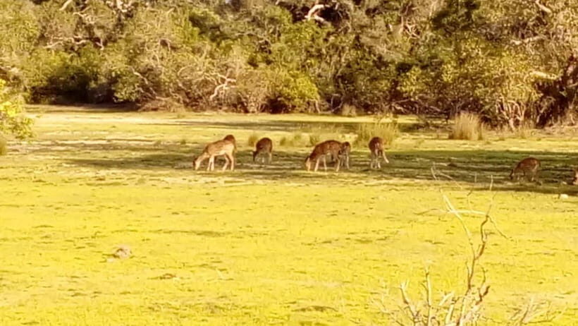 Wilpattu: Private Safari Day Trip with Lunch & Entry Fees - Entering the Park and Following the Rules (So Your Day Stays Easy)