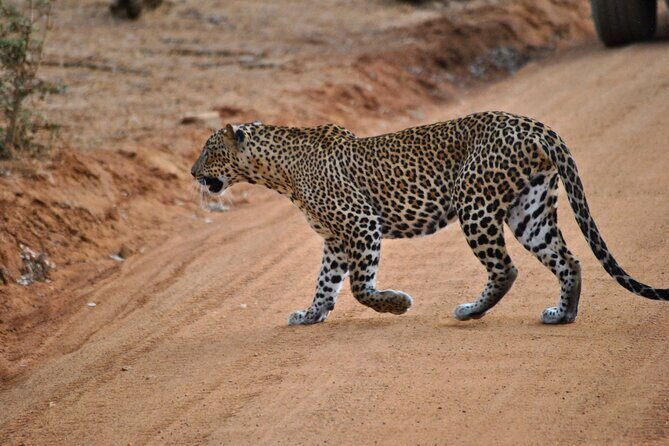Yala 4h Jeep Safari: Guided Wildlife Experience (All Inclusive) - Quick take: what makes this Yala safari work