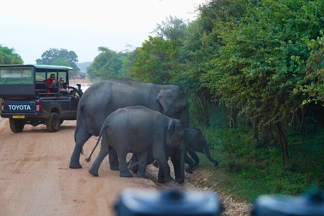 Yala 4h Jeep Safari: Guided Wildlife Experience (All Inclusive) - Bentota to Yala in one long day: how the timing really feels
