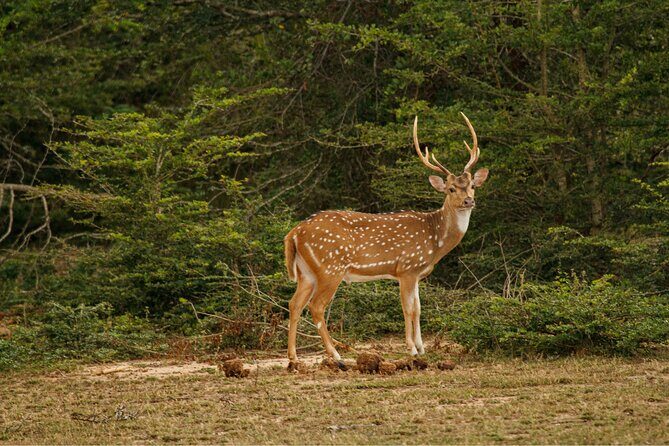 Yala 4h Jeep Safari: Guided Wildlife Experience (All Inclusive) - How the guide helps you see more than you would on your own