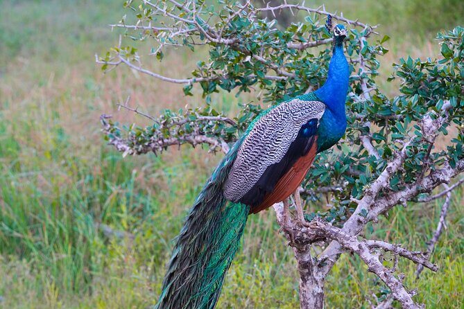 Yala 4h Jeep Safari: Guided Wildlife Experience (All Inclusive) - The picnic break: a real reset, not a random stop
