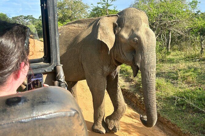 Yala 4h Jeep Safari: Guided Wildlife Experience (All Inclusive) - What’s included, and what you’ll likely budget for