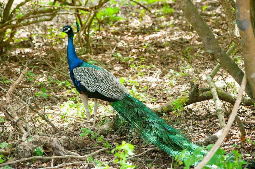 Yala: All Inclusive Overnight Glamping and Safari - Who You’ll See: Yala’s Star Cast (and Why It’s Not Just Leopards)