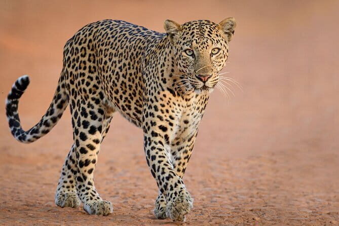 Yala and Udawalawa Safari Tour From Hambantota port - Key highlights you should know
