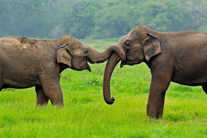 Yala and Udawalawa Safari Tour From Hambantota port - Your driver-guide matters: why names like Shesan and Kasun pop up