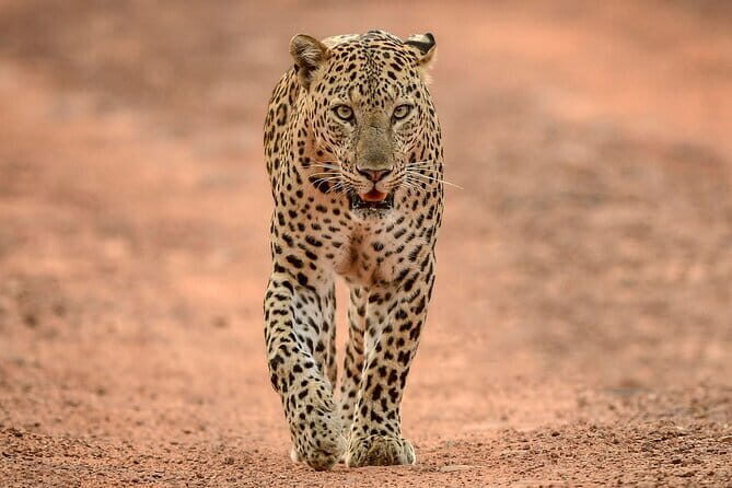 Yala and Udawalawa Safari Tour From Hambantota port - Yala National Park: leopard country and serious bird time