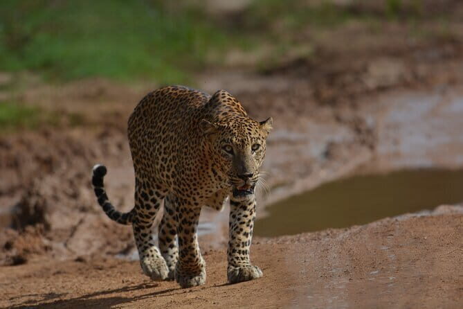 Yala Best Extended Half Day Safari By Ceylon Leopard Safari - Key things that make this safari worth your time