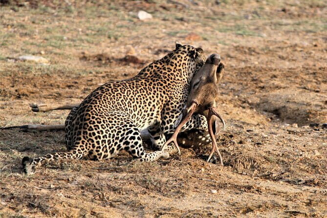Yala Best Extended Half Day Safari By Ceylon Leopard Safari - Game viewing comfort: seating, binoculars, and why the small extras help