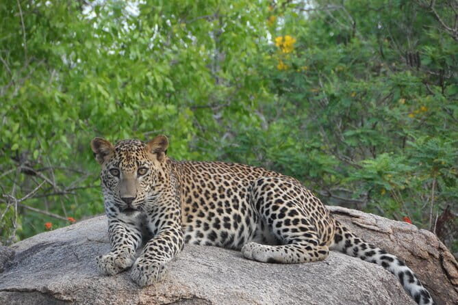 Yala Best Extended Half Day Safari By Ceylon Leopard Safari - Timing inside the park: morning vs afternoon reality in Yala