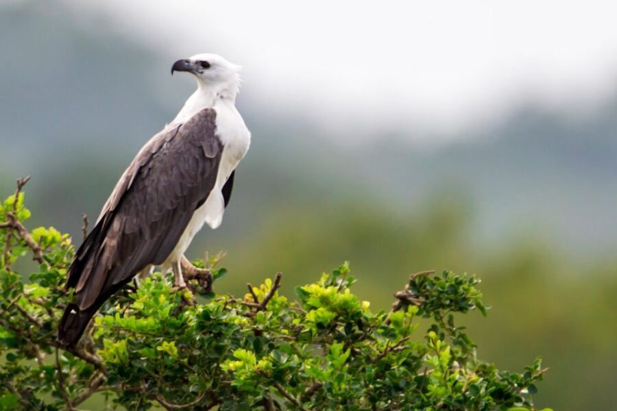 YALA BLOCK 5 & 6 (Weheragala & Lunugamwehera) Safari Tour - Inside Yala: What you’re really doing during the guided 4 hours