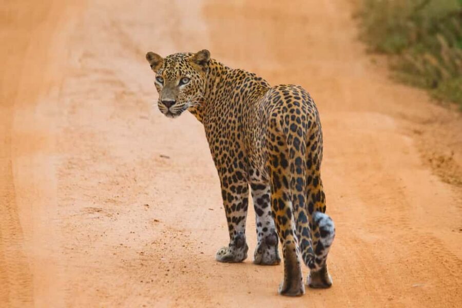 YALA BLOCK 5 & 6 (Weheragala & Lunugamwehera) Safari Tour - Who this tour fits best (and who should pass)