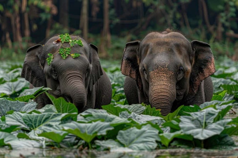 YALA BLOCK 5 & 6 (Weheragala & Lunugamwehera) Safari Tours - Key things to know before you go